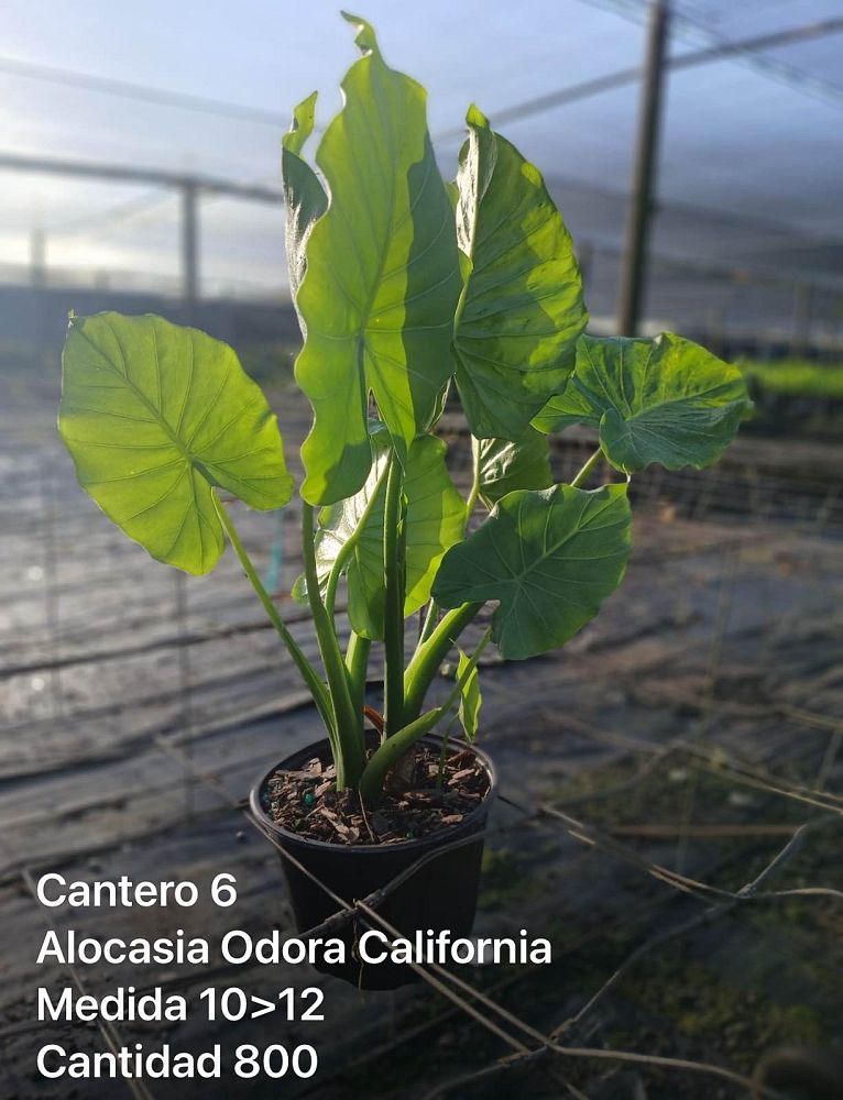 alocasia-odora-california-elephant-ear