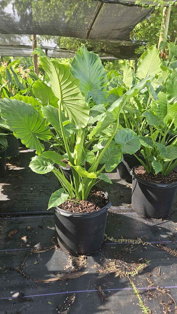 alocasia-odora-california-elephant-ear