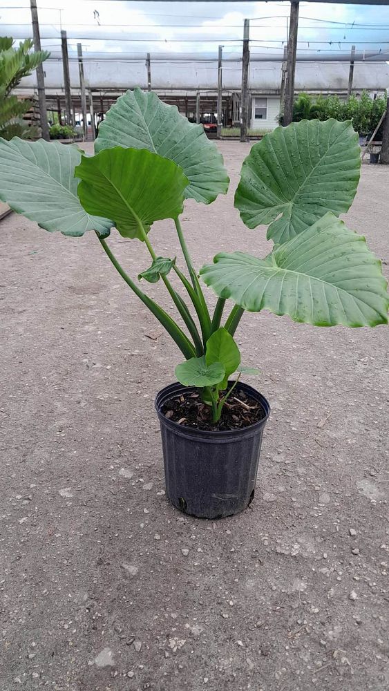 alocasia-odora-california-elephant-ear