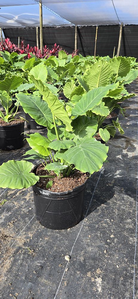 alocasia-odora-california-elephant-ear