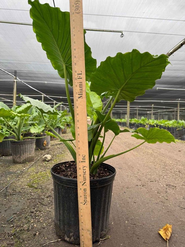 alocasia-odora-california-elephant-ear