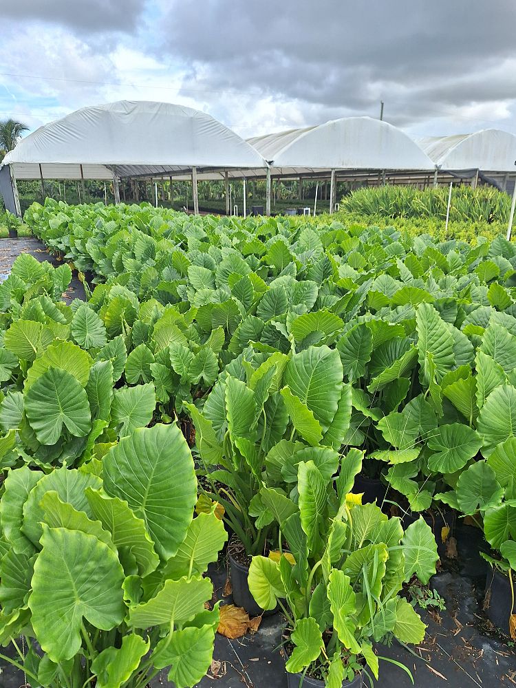 alocasia-odora-california-elephant-ear