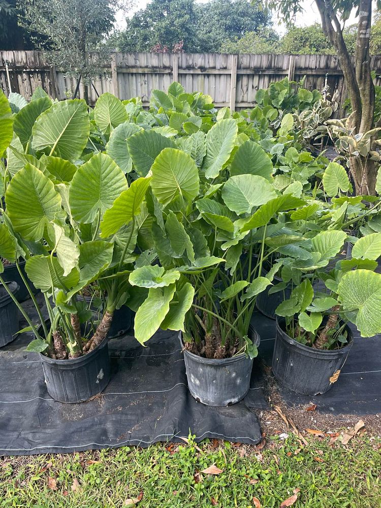 alocasia-odora-california-elephant-ear