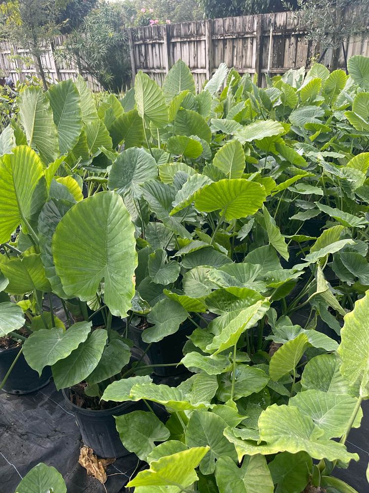 alocasia-odora-california-elephant-ear