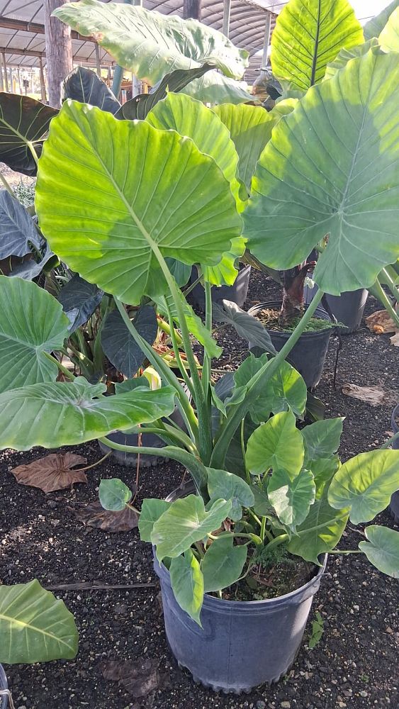 alocasia-odora-california-elephant-ear