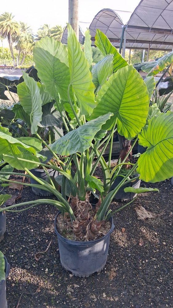 alocasia-odora-california-elephant-ear