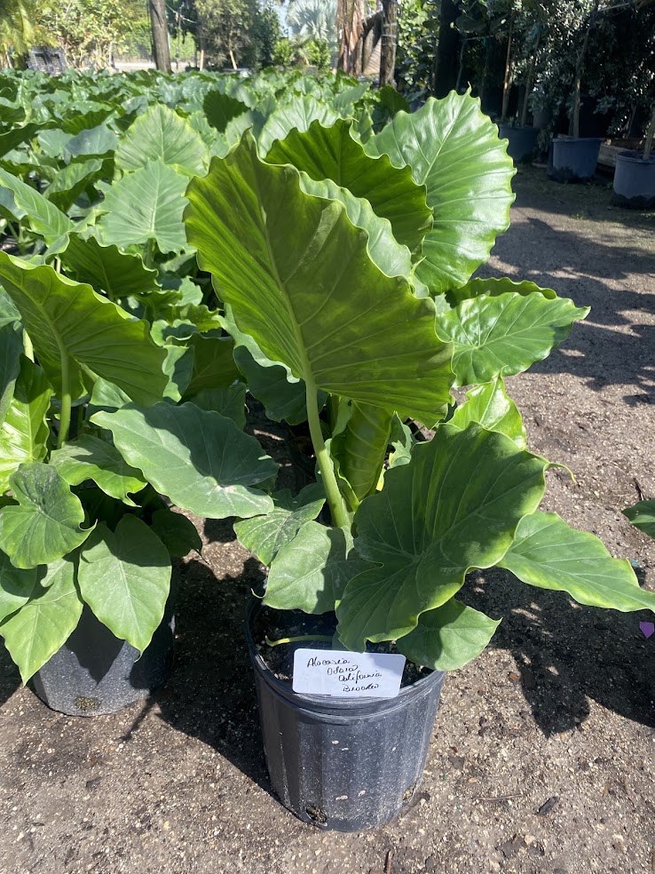 alocasia-odora-california-elephant-ear