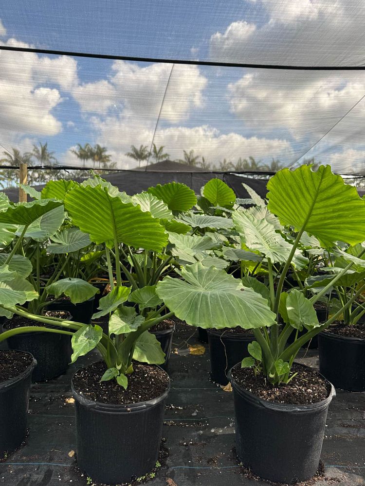 alocasia-odora-california-elephant-ear