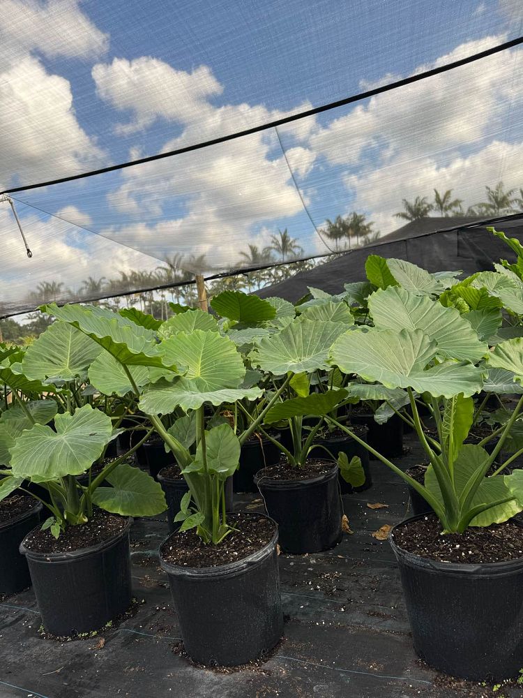 alocasia-odora-california-elephant-ear