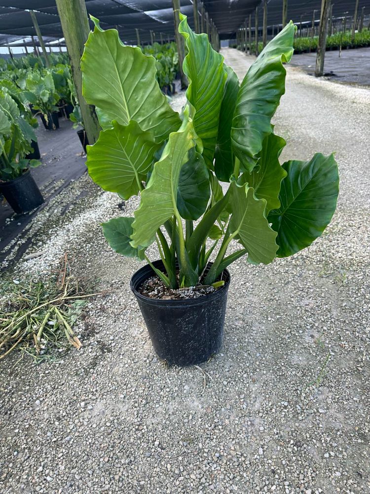 alocasia-odora-california-elephant-ear