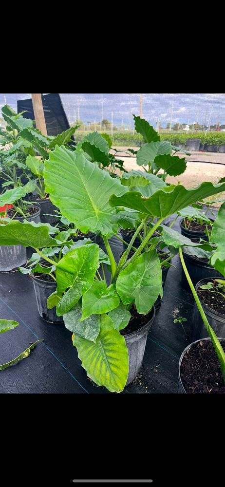 alocasia-odora-california-elephant-ear