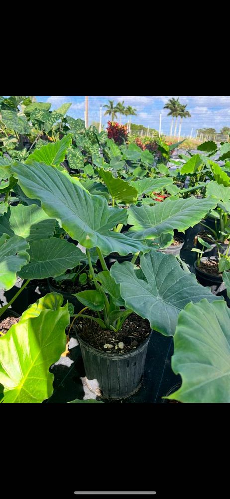 alocasia-odora-california-elephant-ear