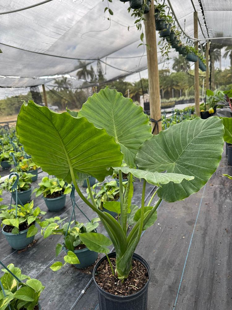 alocasia-odora-california-elephant-ear