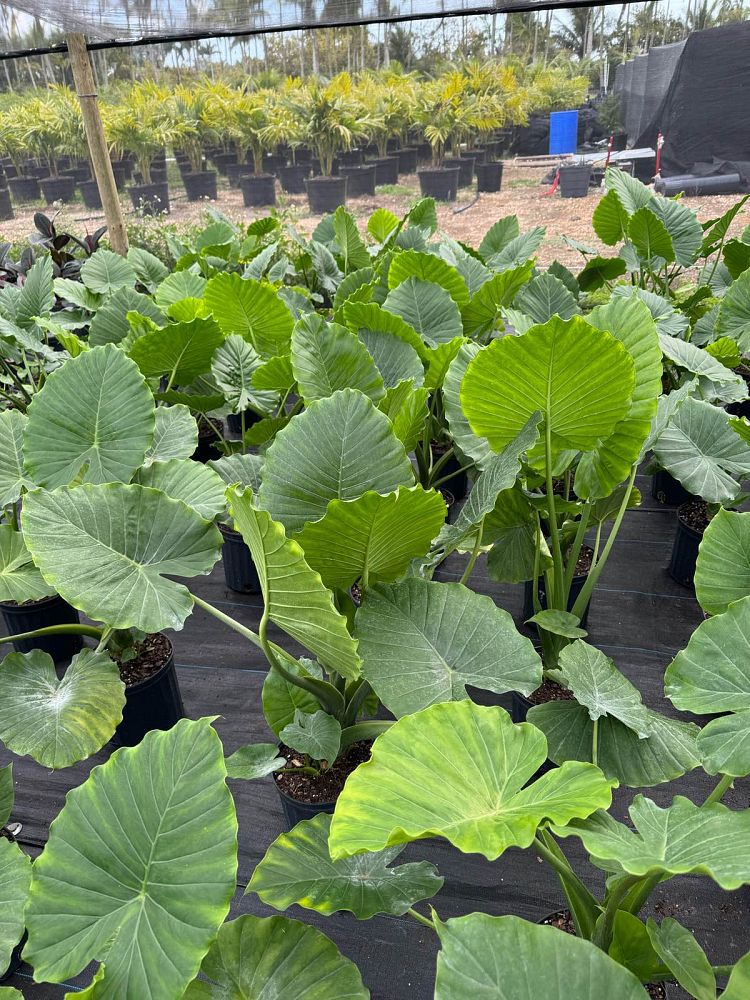 alocasia-odora-california-elephant-ear