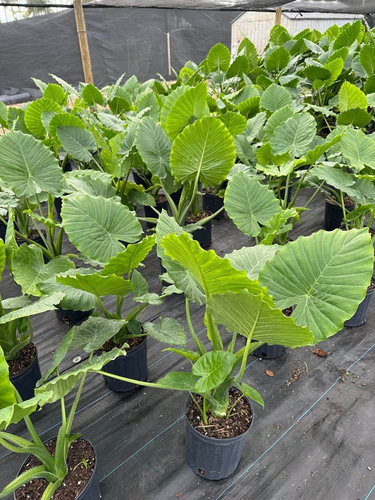 alocasia-odora-california-elephant-ear