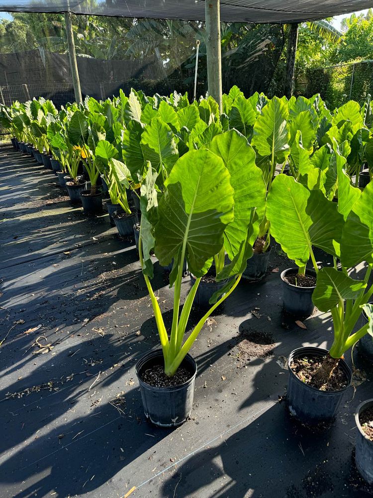 alocasia-odora-elephant-ear