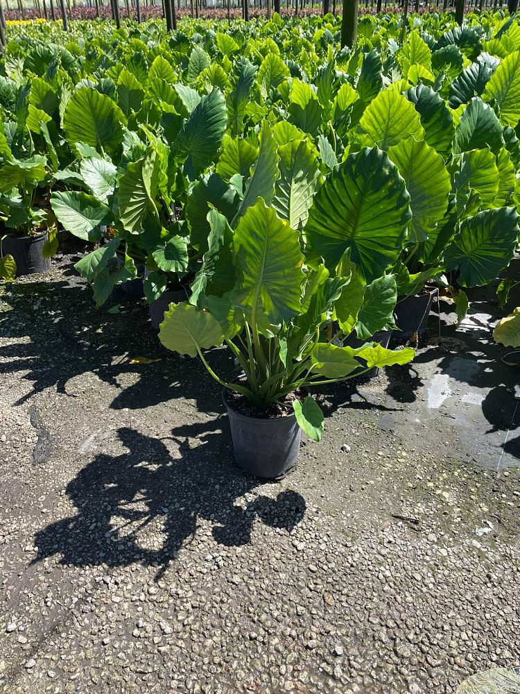 alocasia-odora-elephant-ear