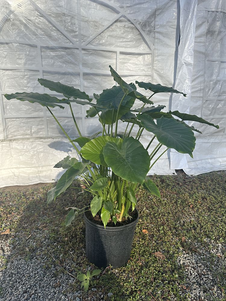 alocasia-odora-elephant-ear