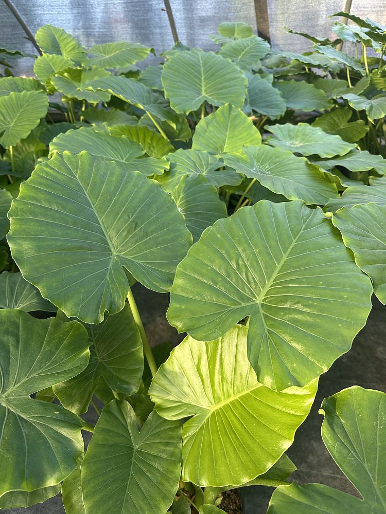 alocasia-odora-elephant-ear