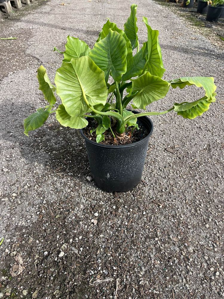 alocasia-odora-elephant-ear