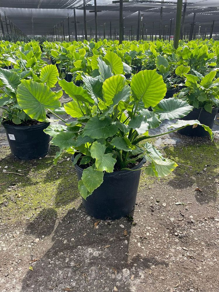 alocasia-odora-elephant-ear