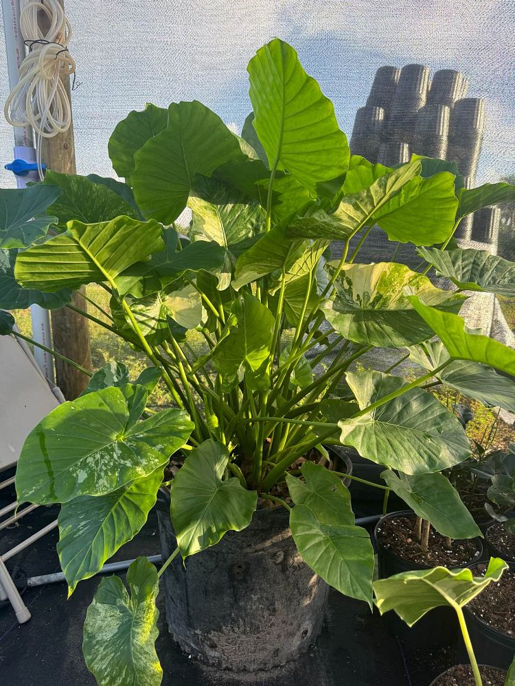 alocasia-odora-variegata-elephant-ear