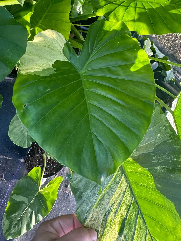 alocasia-odora-variegata-elephant-ear