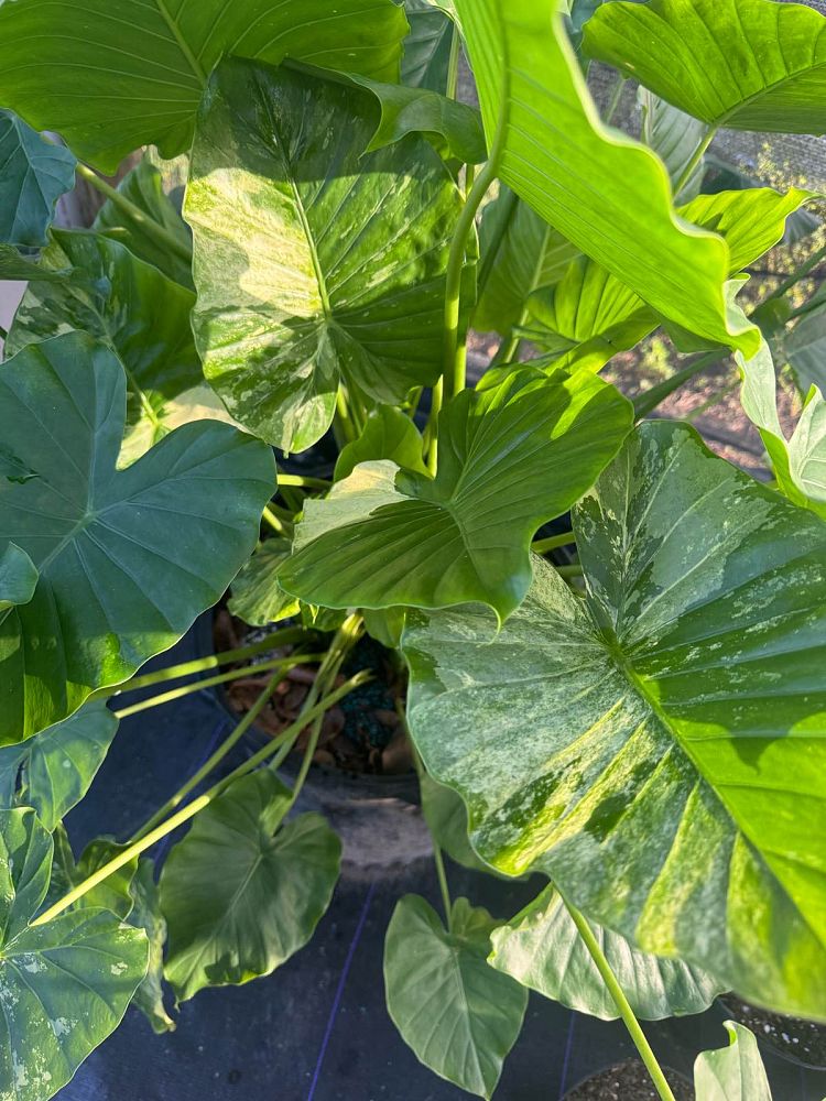 alocasia-odora-variegata-elephant-ear