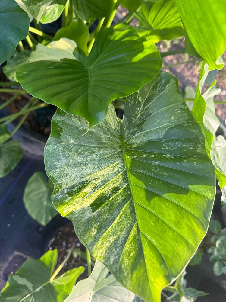 alocasia-odora-variegata-elephant-ear