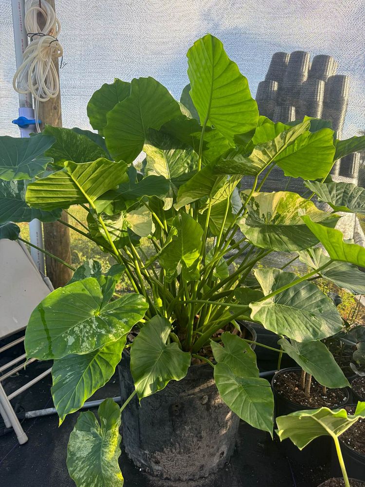 alocasia-odora-variegata-elephant-ear