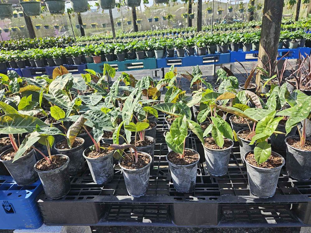 alocasia-pink-princess-elephant-ear