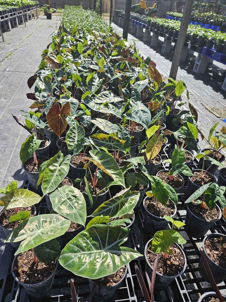 alocasia-pink-princess-elephant-ear