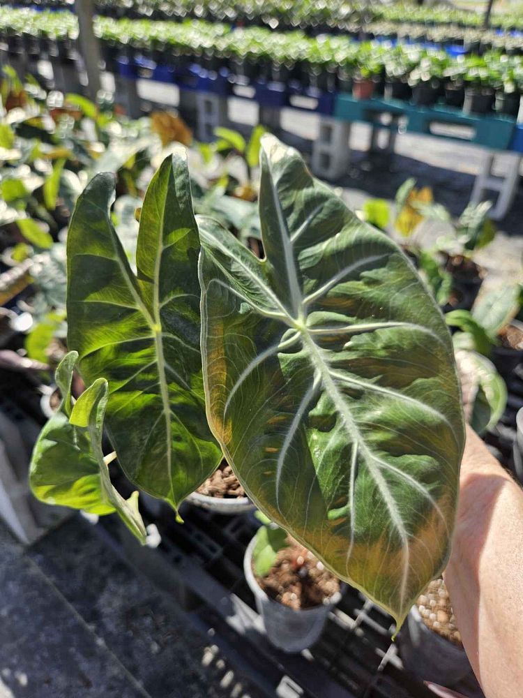 alocasia-pink-princess-elephant-ear