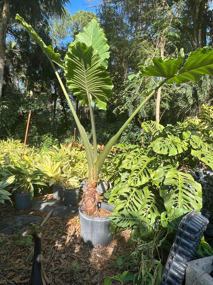 alocasia-portora-elephant-ear