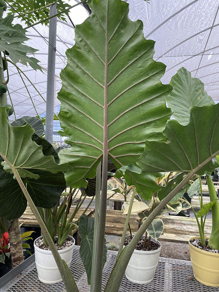 alocasia-portora-elephant-ear