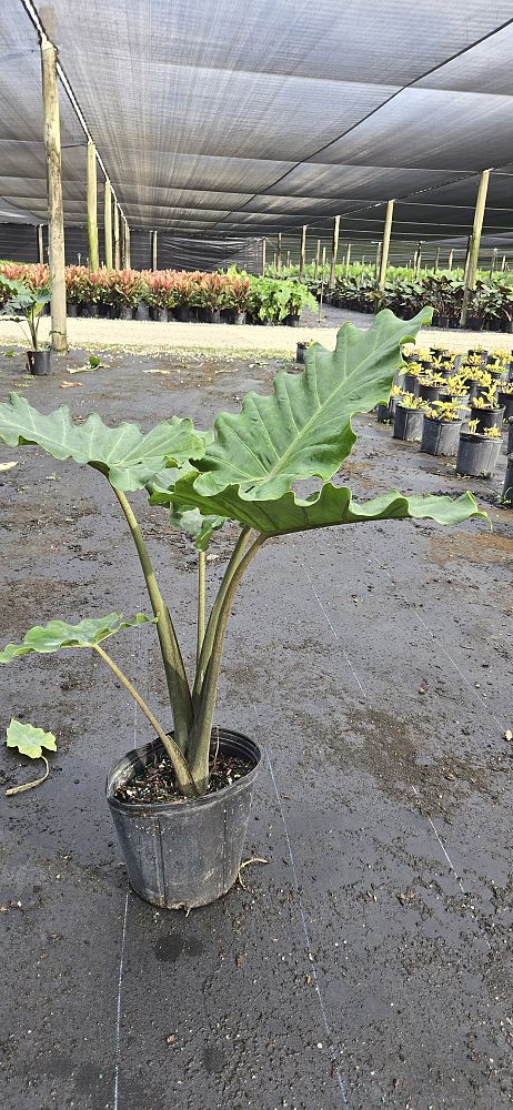 alocasia-portora-elephant-ear