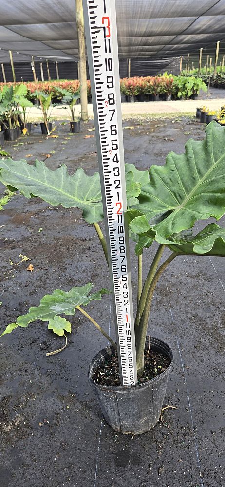 alocasia-portora-elephant-ear