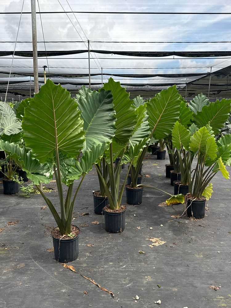 alocasia-portora-elephant-ear