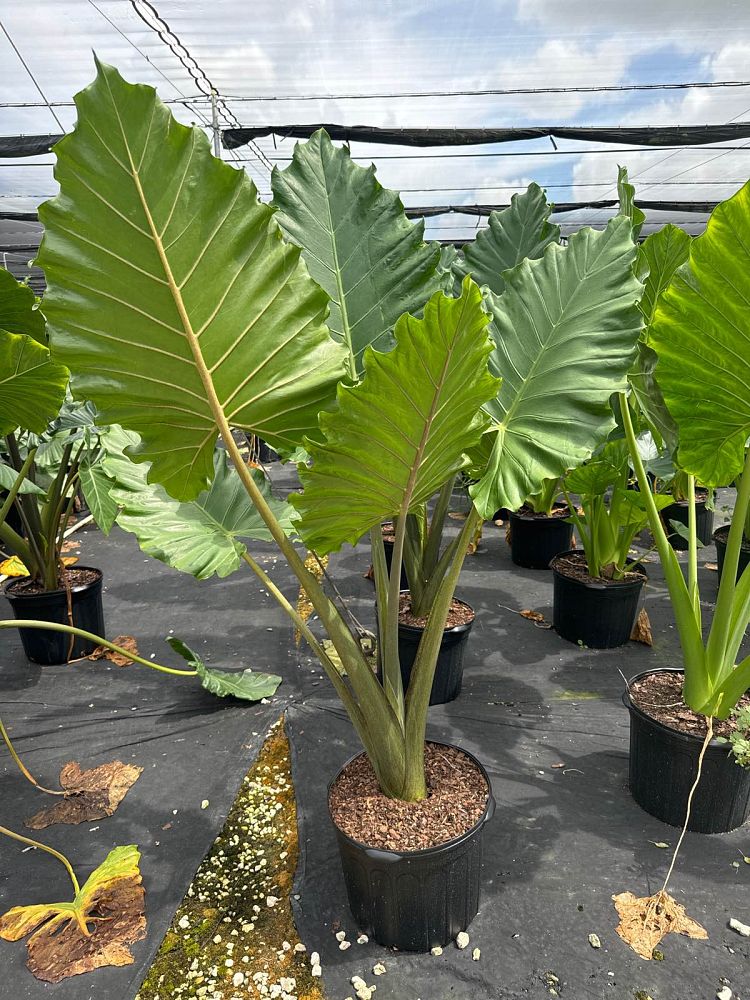 alocasia-portora-elephant-ear