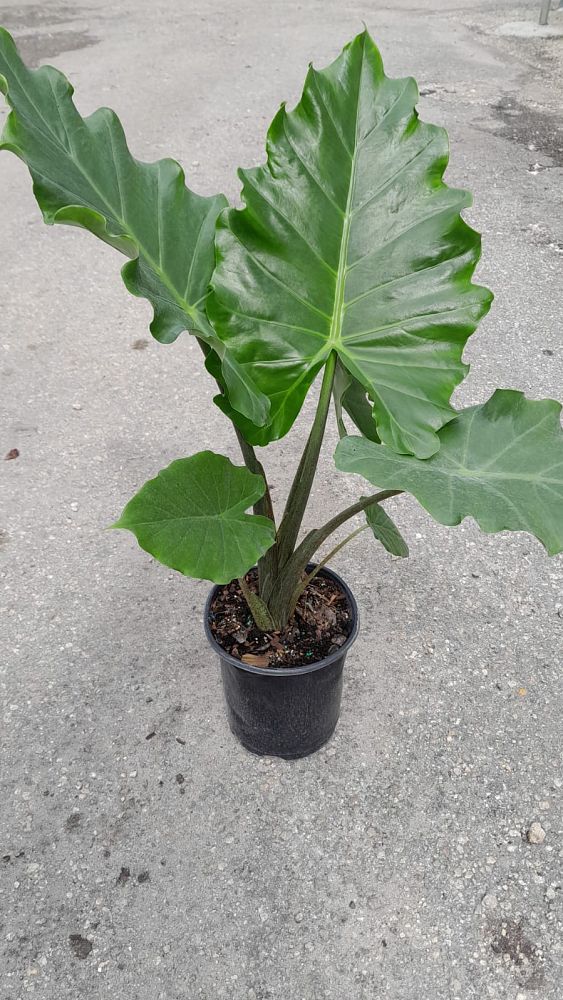 alocasia-portora-elephant-ear