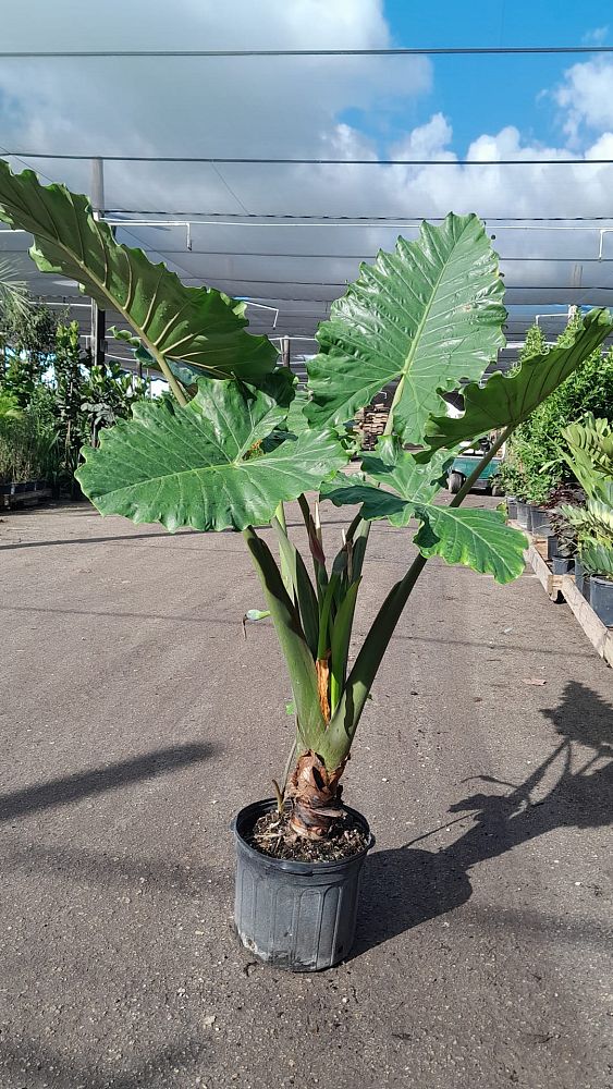 alocasia-portora-elephant-ear