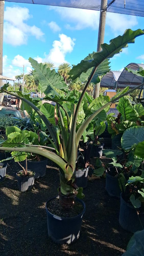 alocasia-portora-elephant-ear