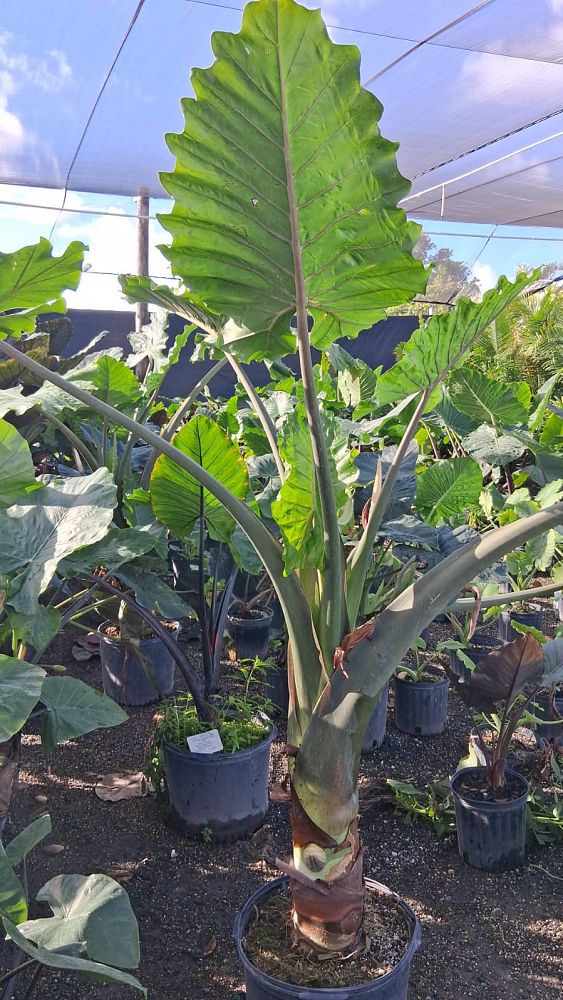 alocasia-portora-elephant-ear