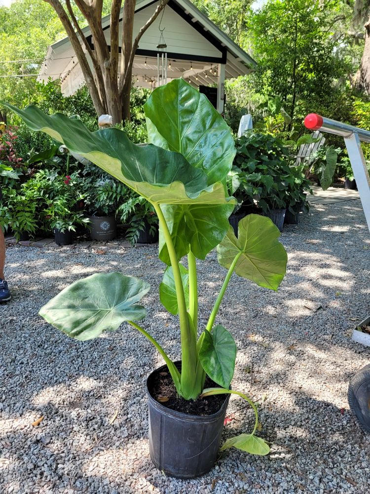 alocasia-portora-elephant-ear