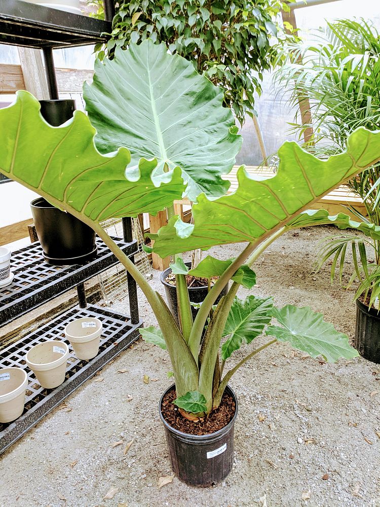 alocasia-portora-elephant-ear