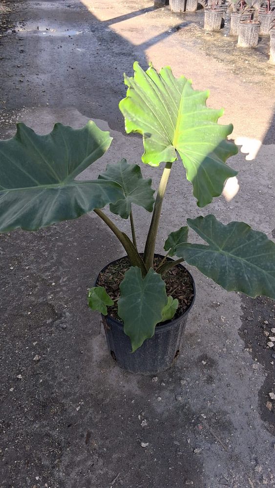 alocasia-portora-elephant-ear