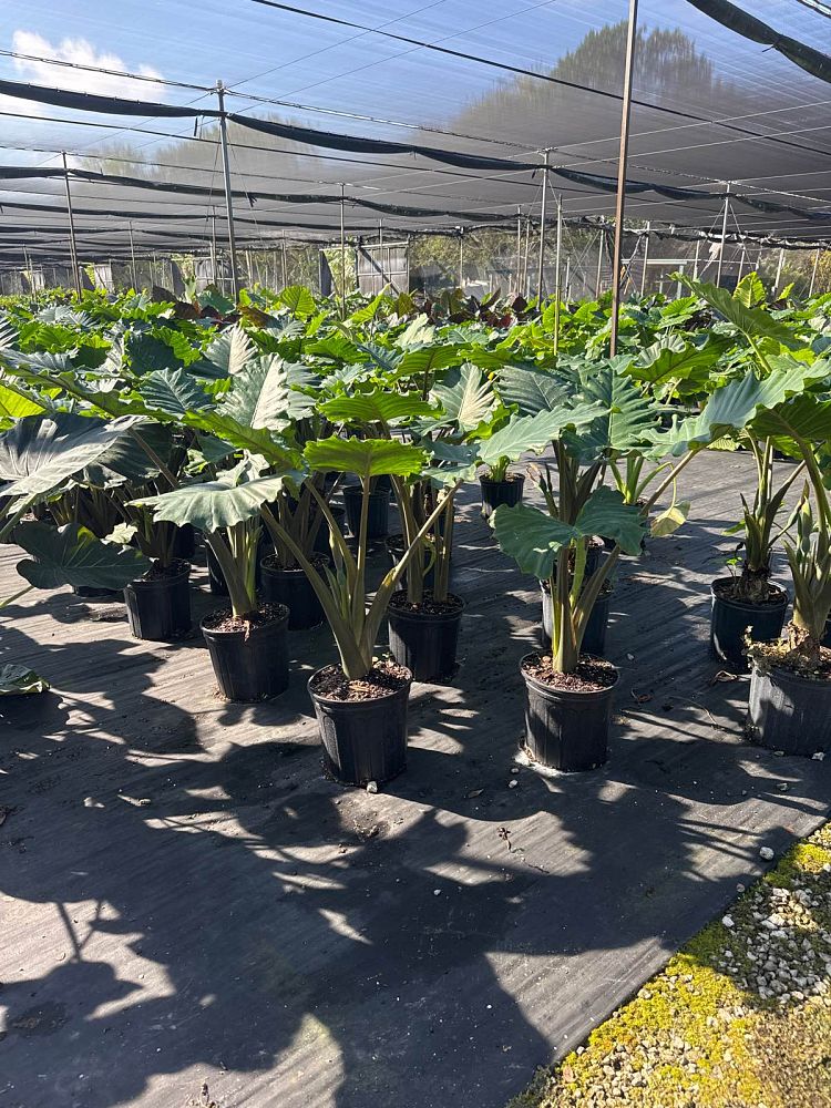 alocasia-portora-elephant-ear