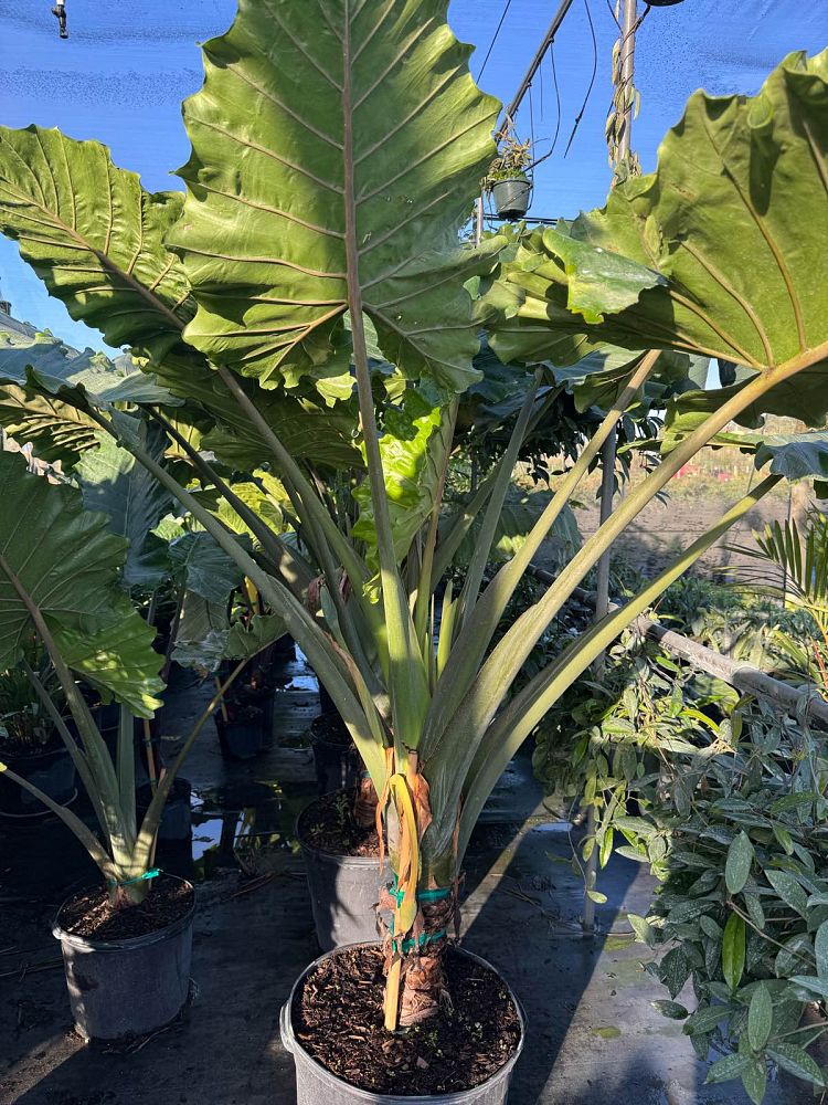 alocasia-portora-elephant-ear