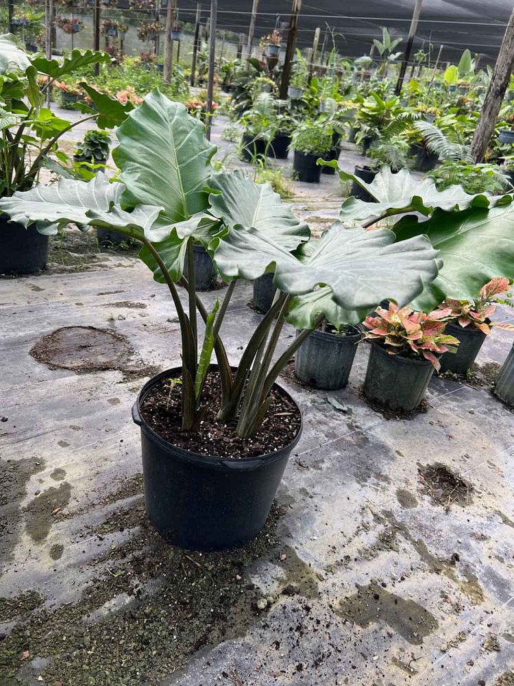 alocasia-portora-elephant-ear