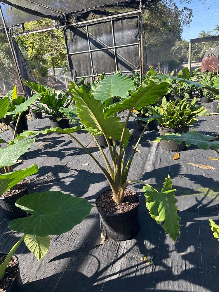 alocasia-portora-elephant-ear